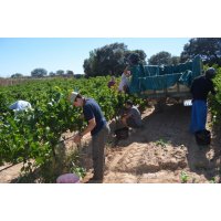 La D.O. Somontano da por finalizada la vendimia con ms de 18.700.000 kilos de uva de alta calidad